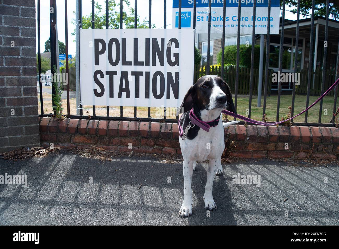 Maidenhead, Berkshire, Royaume-Uni. 4 juillet 2024. Bonnie, un pointeur de sauvetage et Beagle croisé de Chypre, est assis devant le Polling Station de l'hôpital St Mark de Maidenhead, Berkshire le jour des élections générales. Crédit : Maureen McLean/Alamy Live News Banque D'Images