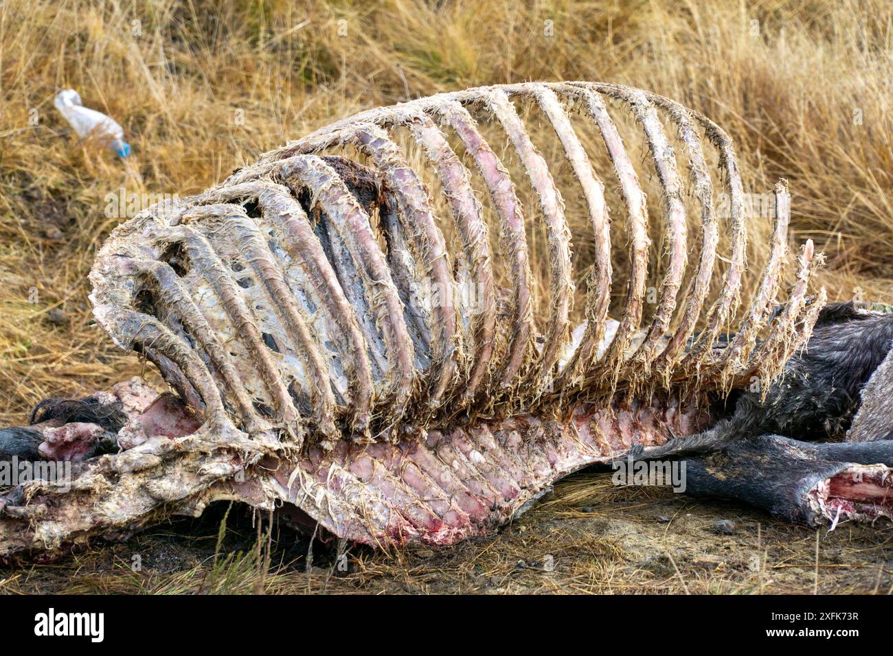 Snowy Mountains HWY, Nouvelle-Galles du Sud, Australie 4 juillet 2024 ; les restes squelettiques d'un Brumby tué par une récente collision de véhicule. Banque D'Images