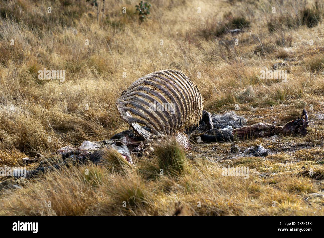 Snowy Mountains HWY, Nouvelle-Galles du Sud, Australie 4 juillet 2024 ; les restes squelettiques d'un Brumby tué par une récente collision de véhicule. Banque D'Images