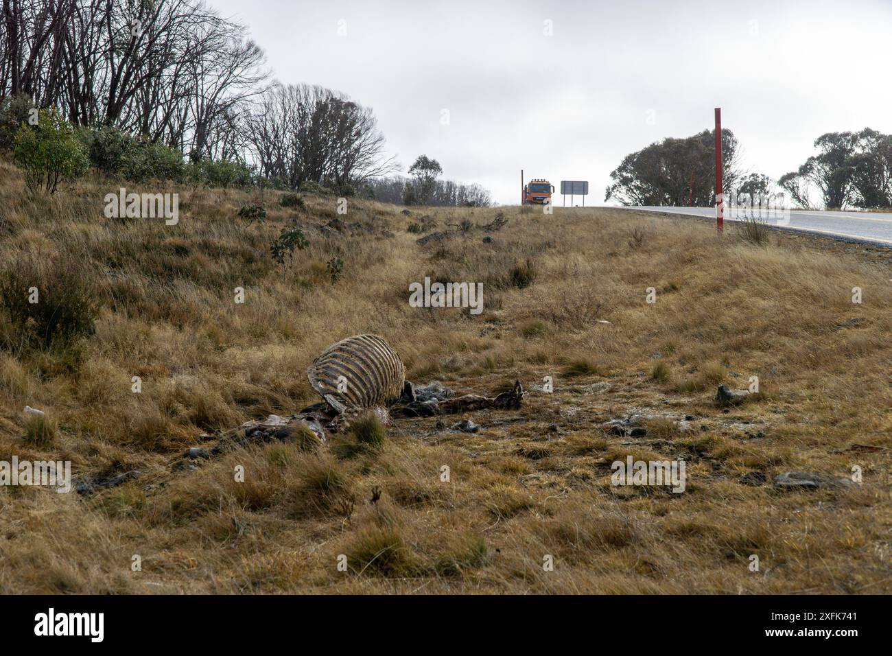 Snowy Mountains HWY, Nouvelle-Galles du Sud, Australie 4 juillet 2024 ; les restes squelettiques d'un Brumby tué par une récente collision de véhicule. Banque D'Images