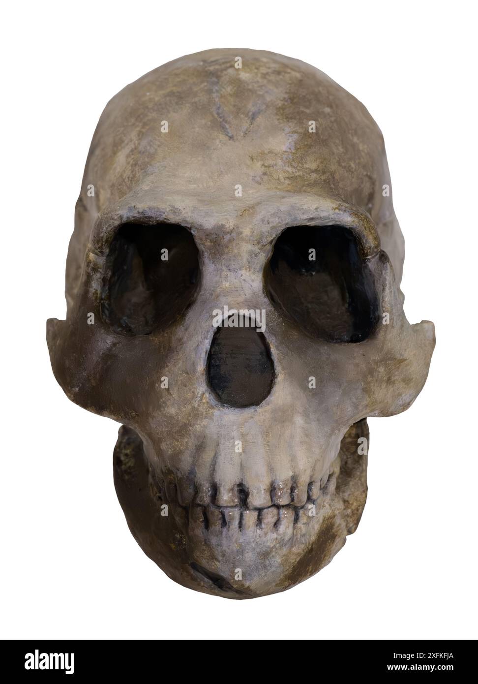 Homo naledi est une espèce éteinte d'homme archaïque découverte en 2013 dans le système de la grotte de l'étoile montante Banque D'Images