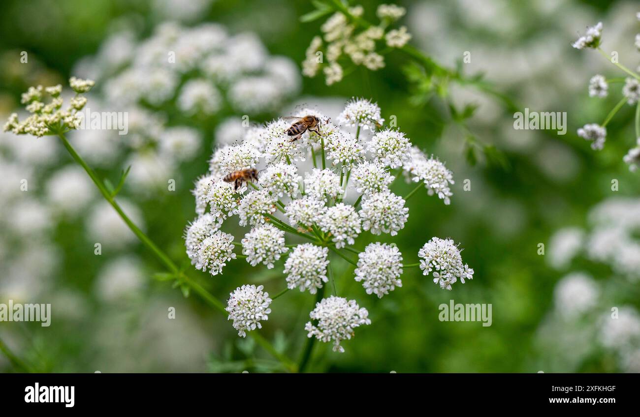 Plante de pruche ( Conium maculatum ) avec une abeille au repos poussant à l'état sauvage dans la campagne du Sussex . Plante notoirement toxique, la pruche produit des grappes de fleurs blanches ressemblant à un parapluie en été. Crédit britannique Simon Dack Banque D'Images