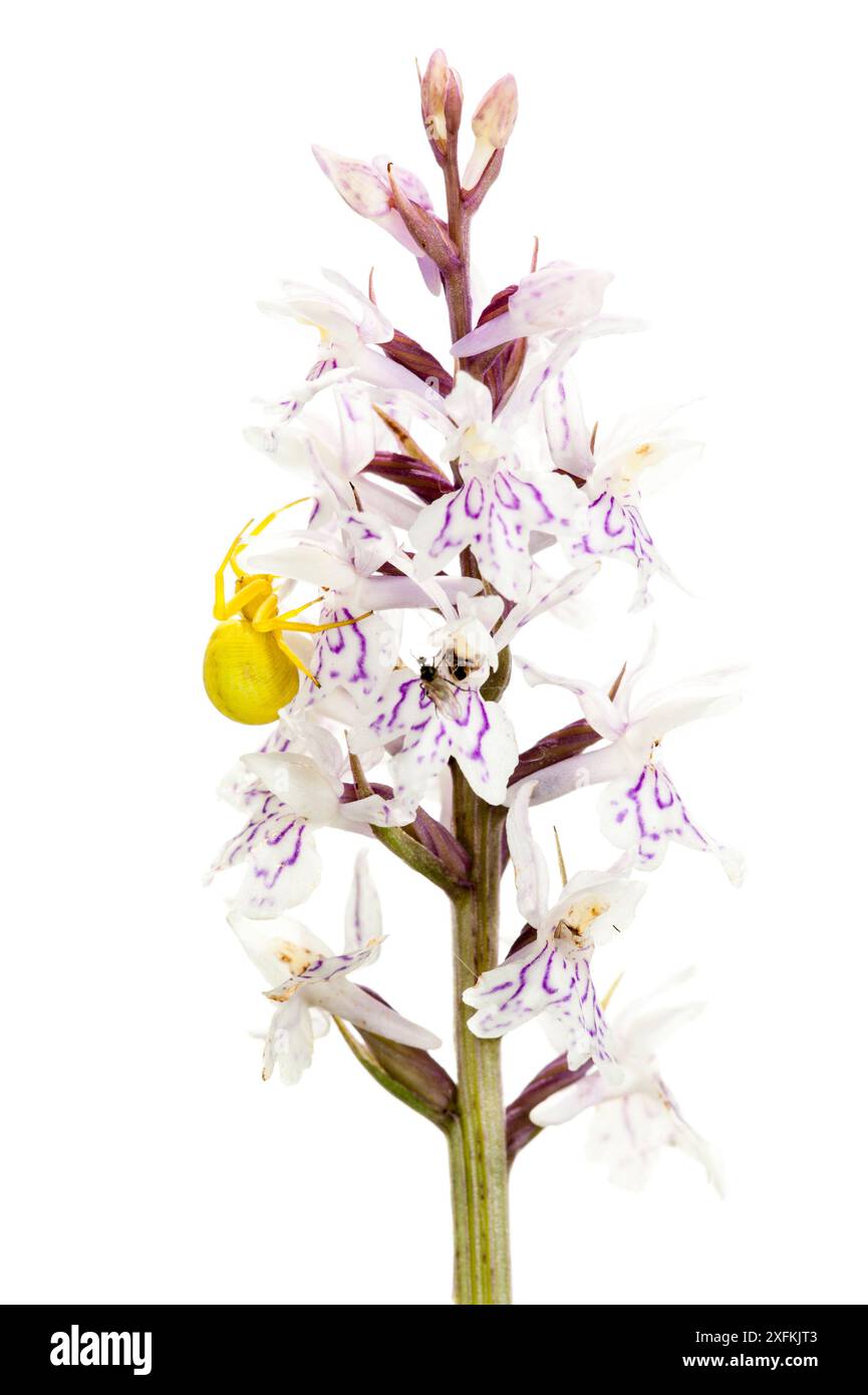 Araignée de crabe (Misumena vatia) sur orchidée tachetée par la lande (Dactylorhiza maculata), Buchelberg, Palatinat, Allemagne. Juin. Projet Meetyourneighbours.net Banque D'Images