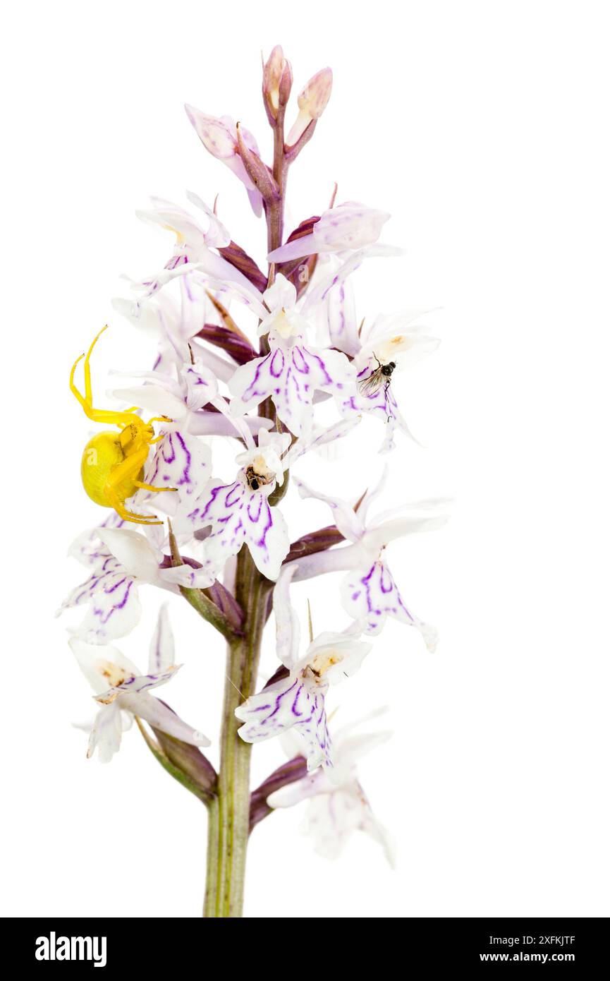 Araignée de crabe (Misumena vatia) sur orchidée tachetée par la lande (Dactylorhiza maculata), Buchelberg, Palatinat, Allemagne. Juin. Projet Meetyourneighbours.net Banque D'Images