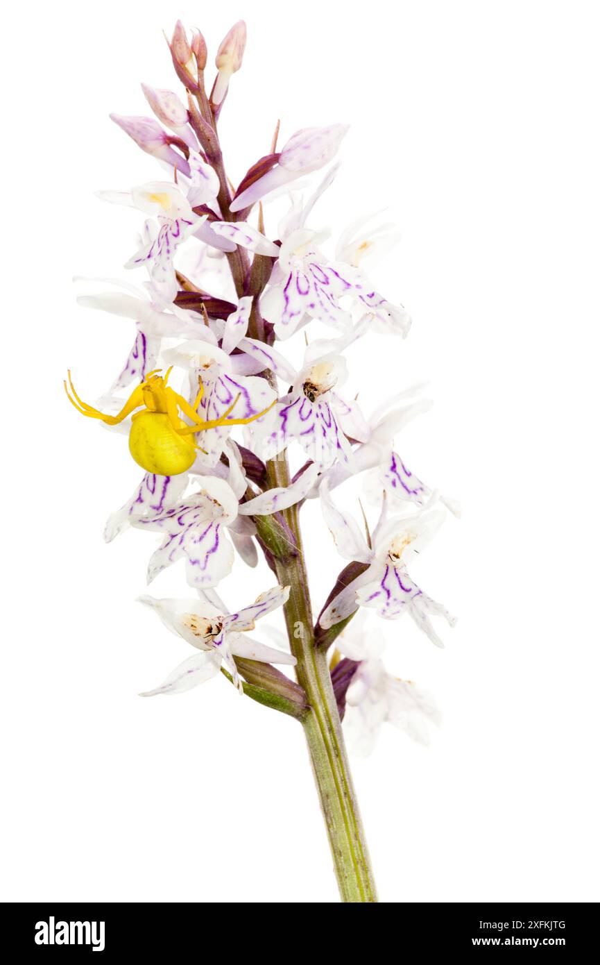 Araignée de crabe (Misumena vatia) sur orchidée tachetée par la lande (Dactylorhiza maculata), Buchelberg, Palatinat, Allemagne. Juin. Projet Meetyourneighbours.net Banque D'Images