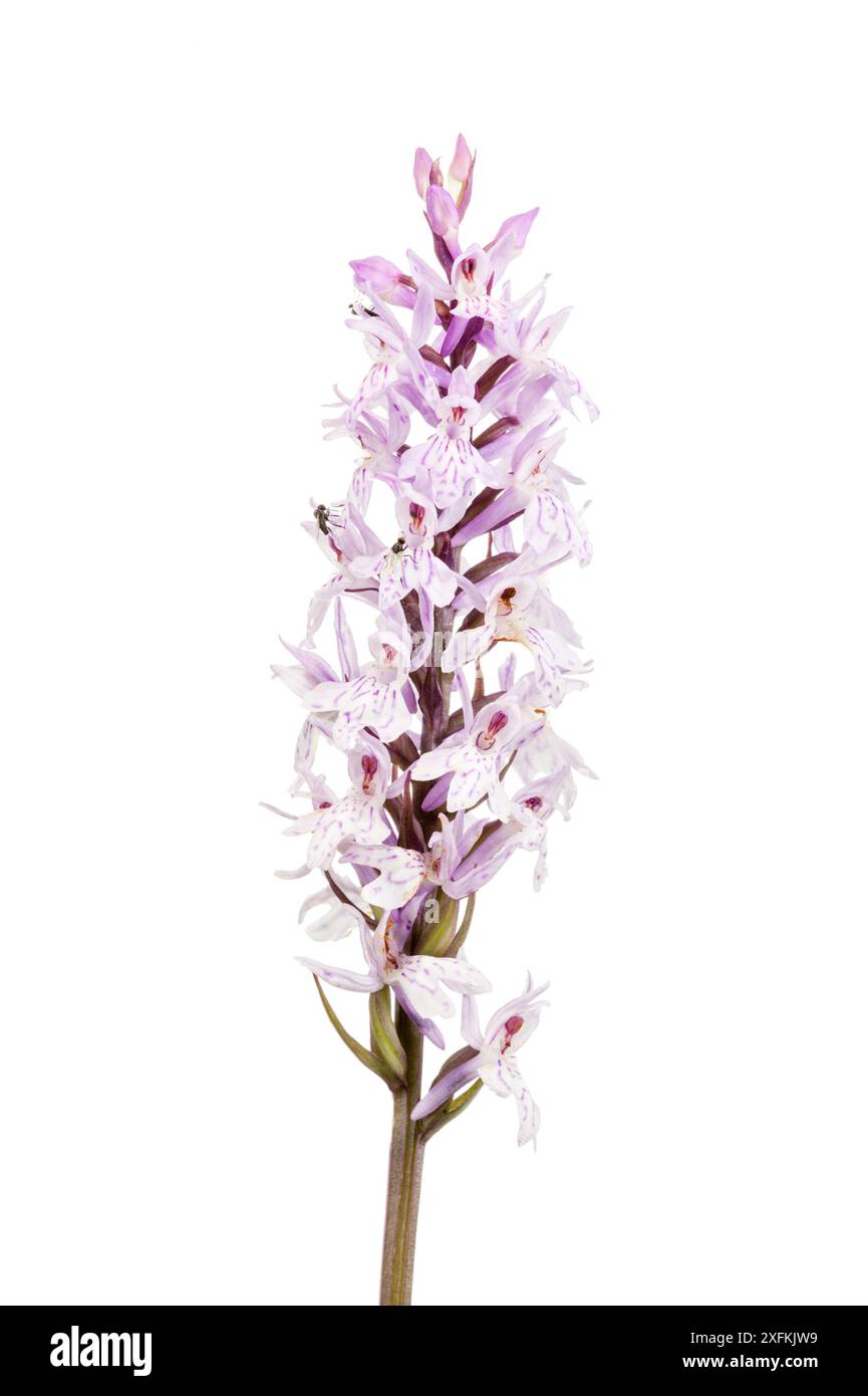 Orchidée tachetée par la bruyère (Dactylorhiza maculata), Buchelberg, Palatinat, Allemagne. Juin. Projet Meetyourneighbours.net Banque D'Images