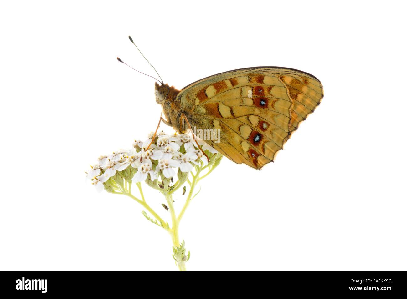 Papillon fritillaire brun haut (Argynnis adippe) sur Yarrow (Achillea millefolium), Lorsch, Hesse, Allemagne. Juin. Projet Meetyourneighbours.net Banque D'Images