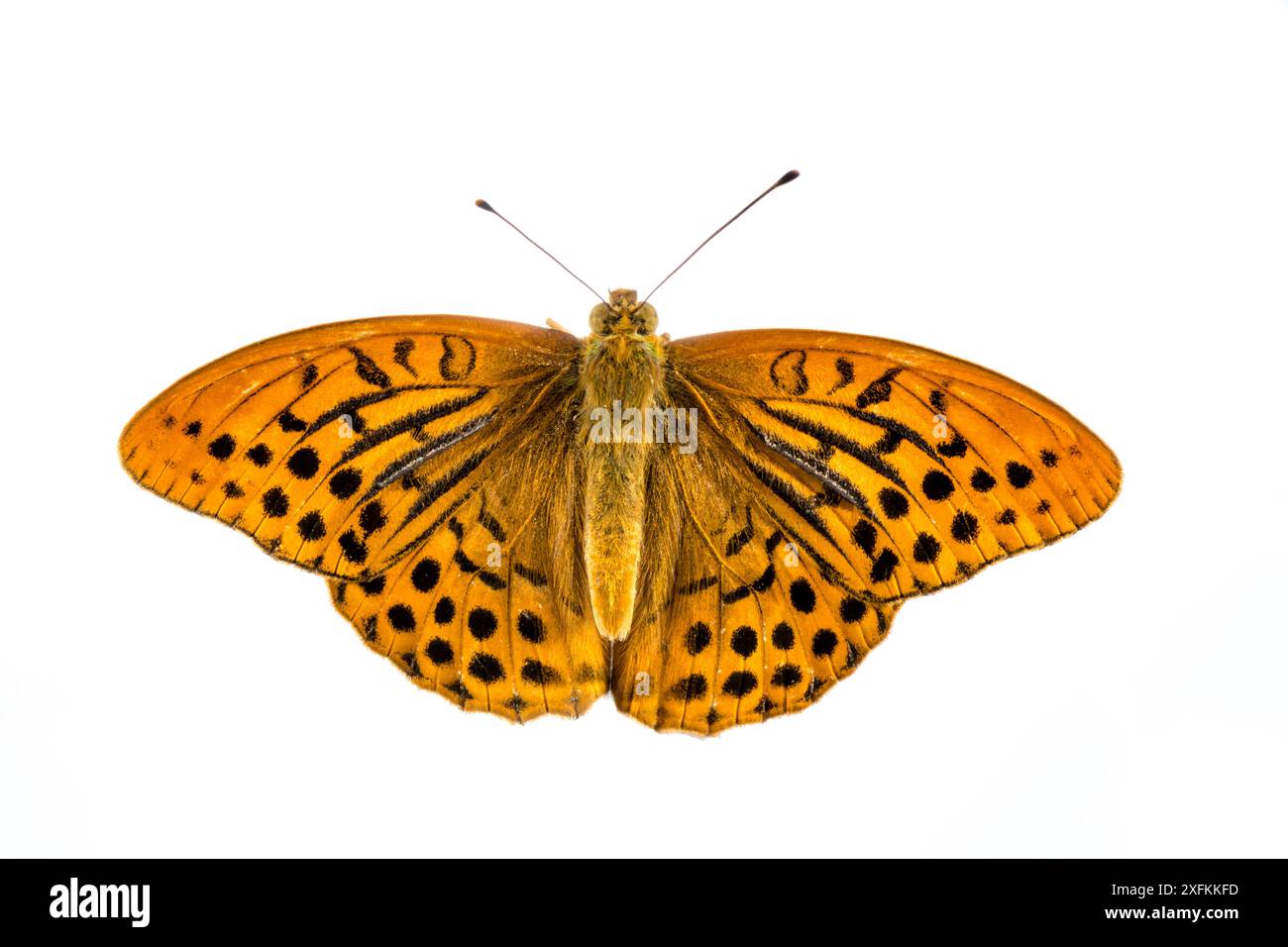 Papillon fritillaire lavé à l'argent (Argynnis paphia), Lorsch, Hesse, Allemagne. Projet Meetyourneighbours.net. Banque D'Images