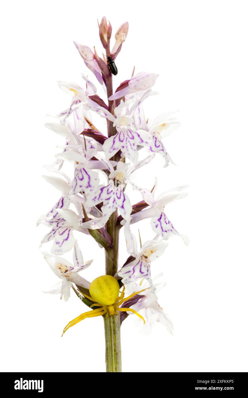 Araignée de crabe (Misumena vatia) sur orchidée tachetée par la lande (Dactylorhiza maculata), Buechelberg, Rhénanie-Palatinat, Allemagne. Projet Meetyourneighbours.net. Banque D'Images