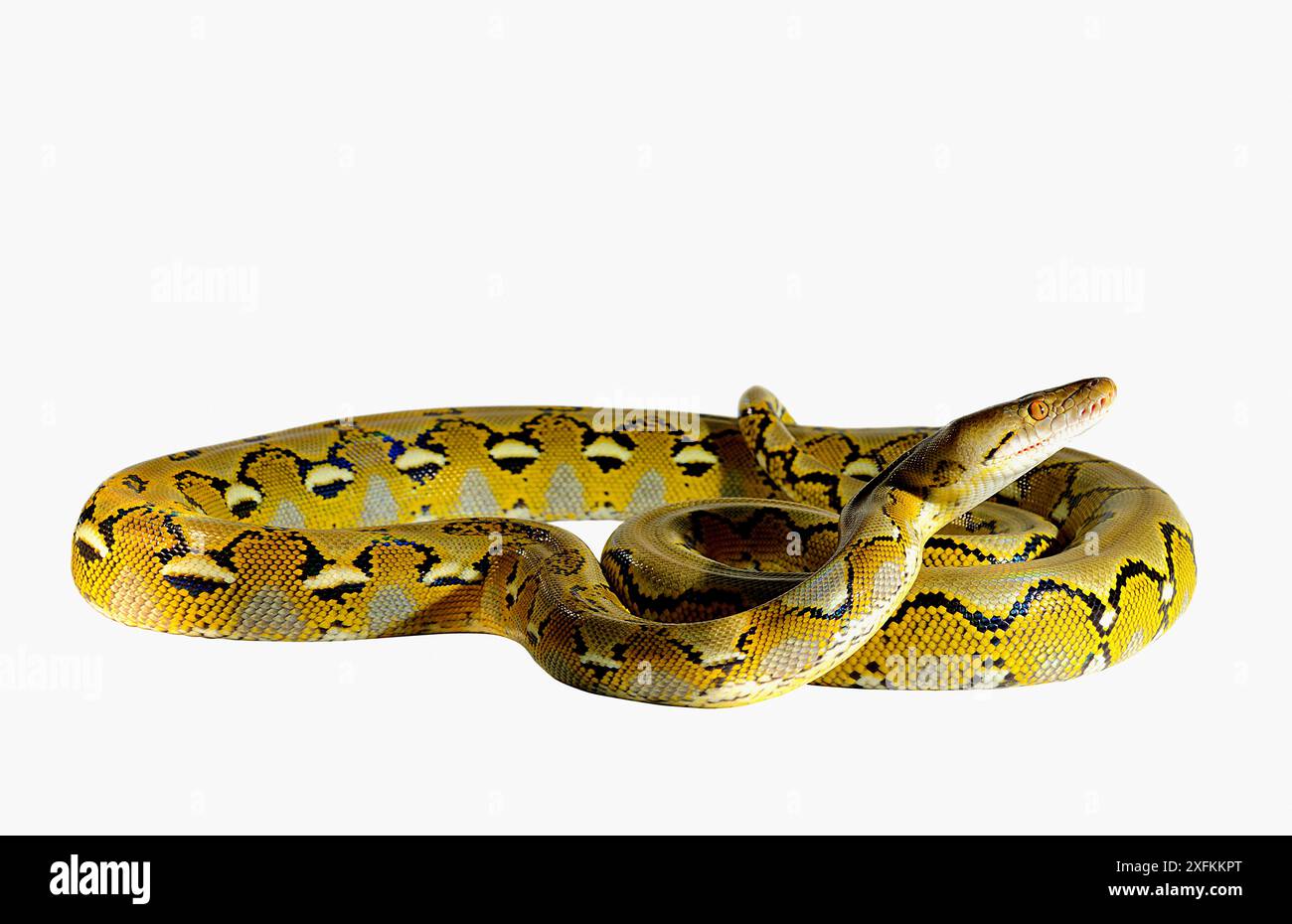 Python nain réticulé (Malayopython reticulatus saputrai) sur fond blanc, île Selayar, Indonésie. Captif Banque D'Images