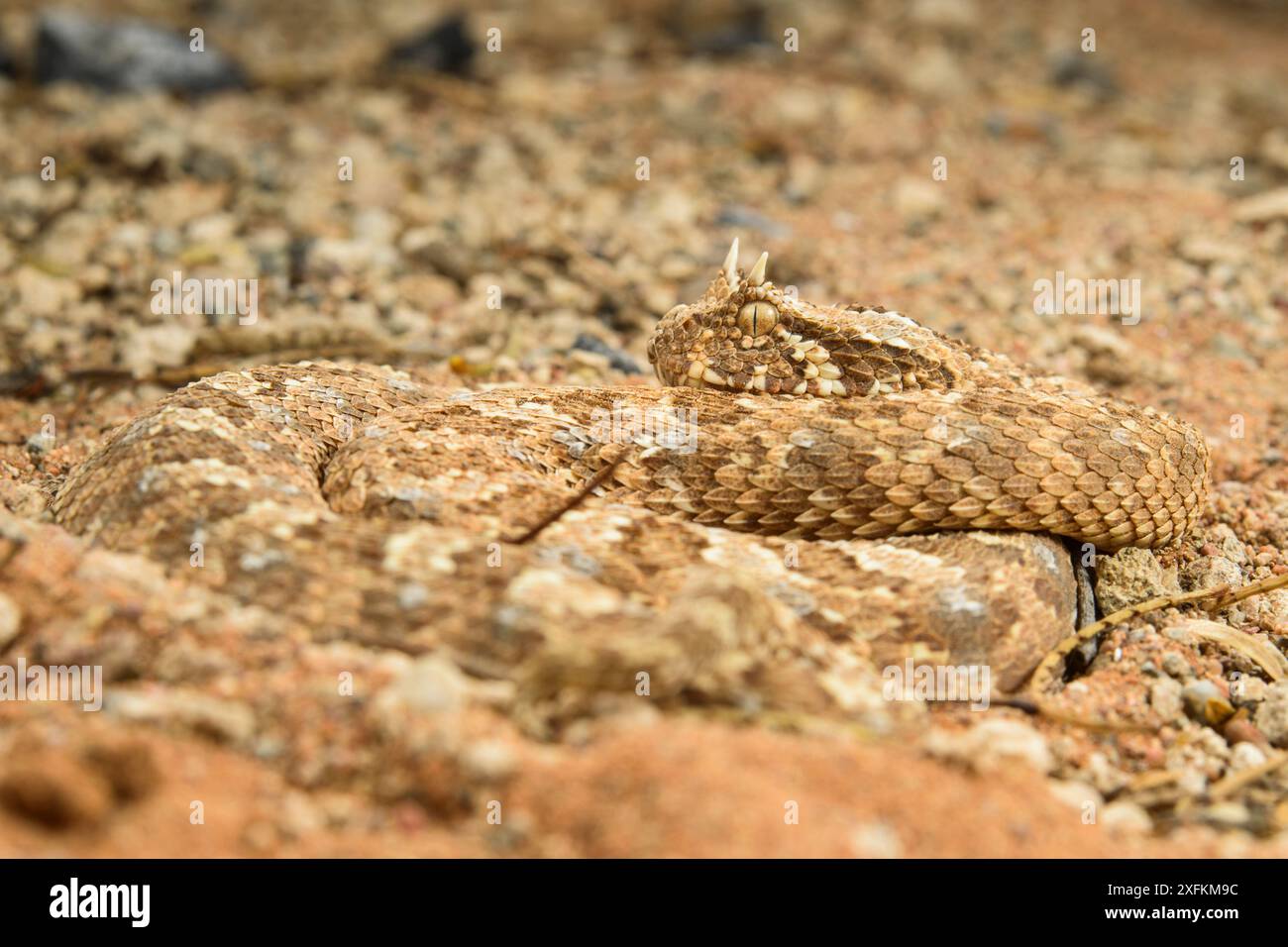 Additionneur à cornes (Bitis caudalis) camouflé dans son environnement, parc national Namib Naukluft, Namibie Banque D'Images