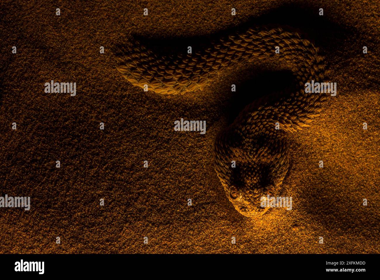 Sahara Sand Viper (Cerastes vipera) en attente d'embuscade proies la nuit, à moitié enfoui sous le sable avec seulement la tête visible, Western Sahara. Banque D'Images