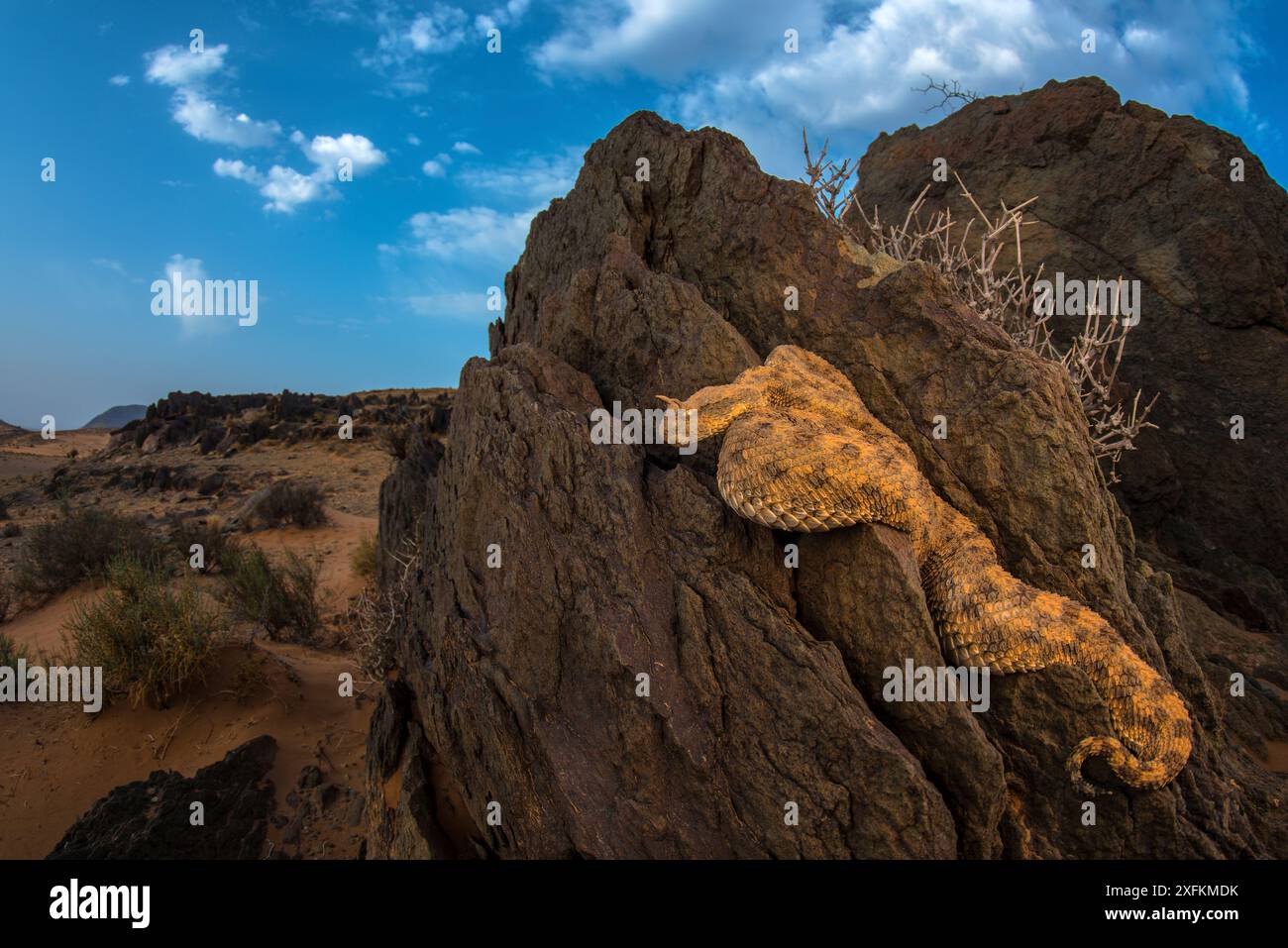 Vipère corné (Cerastes cerastes) se prélasser sur la roche, Maroc. Banque D'Images