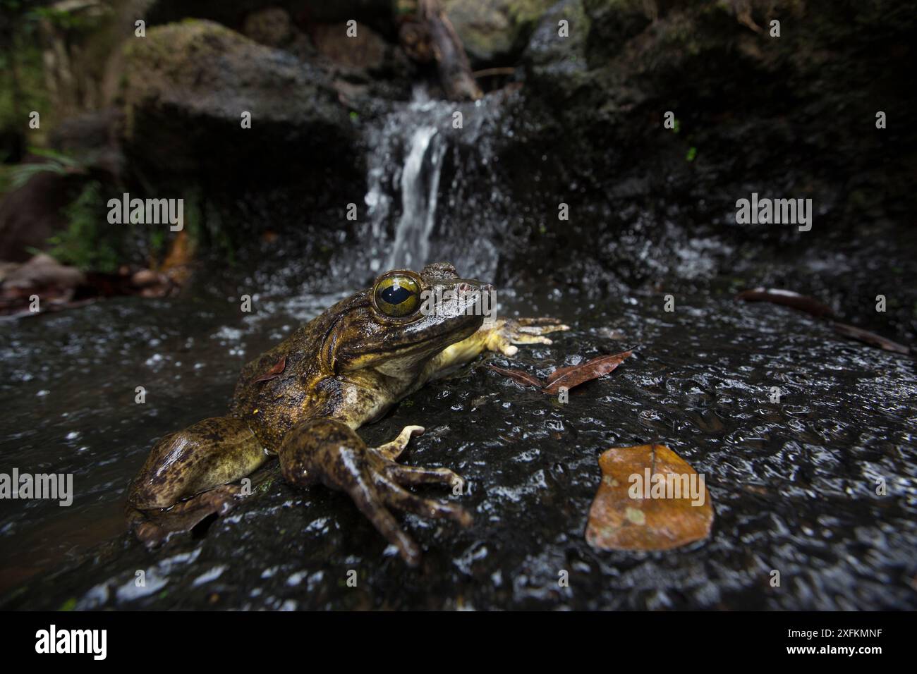 Grenouille Goliath (Conraua goliath) près de la piscine avec cascade. Cameroun. Banque D'Images