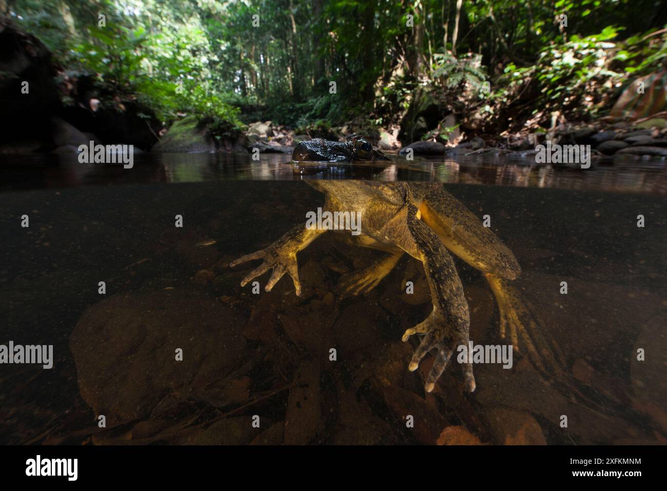 Grenouille Goliath (Conraua goliath) sous-marine, Cameroun. Banque D'Images