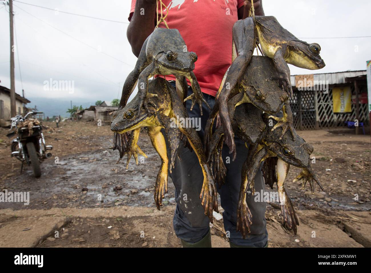 Homme soignant des grenouilles Goliath mortes (Conraua goliath) chassées pour la viande de brousse, Cameroun. Février 2015. Banque D'Images