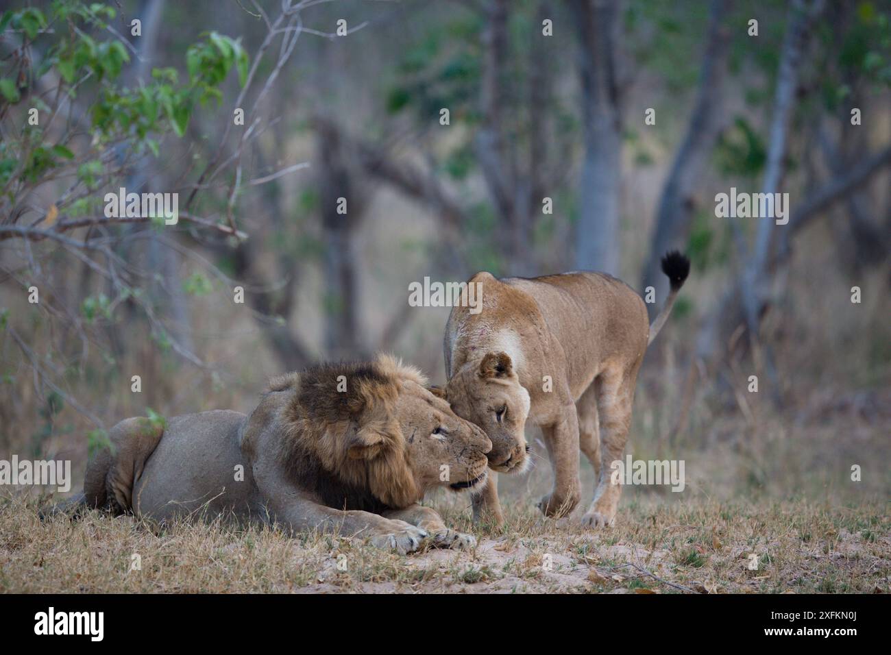 Lion (Panthera leo) mâle et femelle. Parc national de Mana Pools, Zimbabwe. Banque D'Images