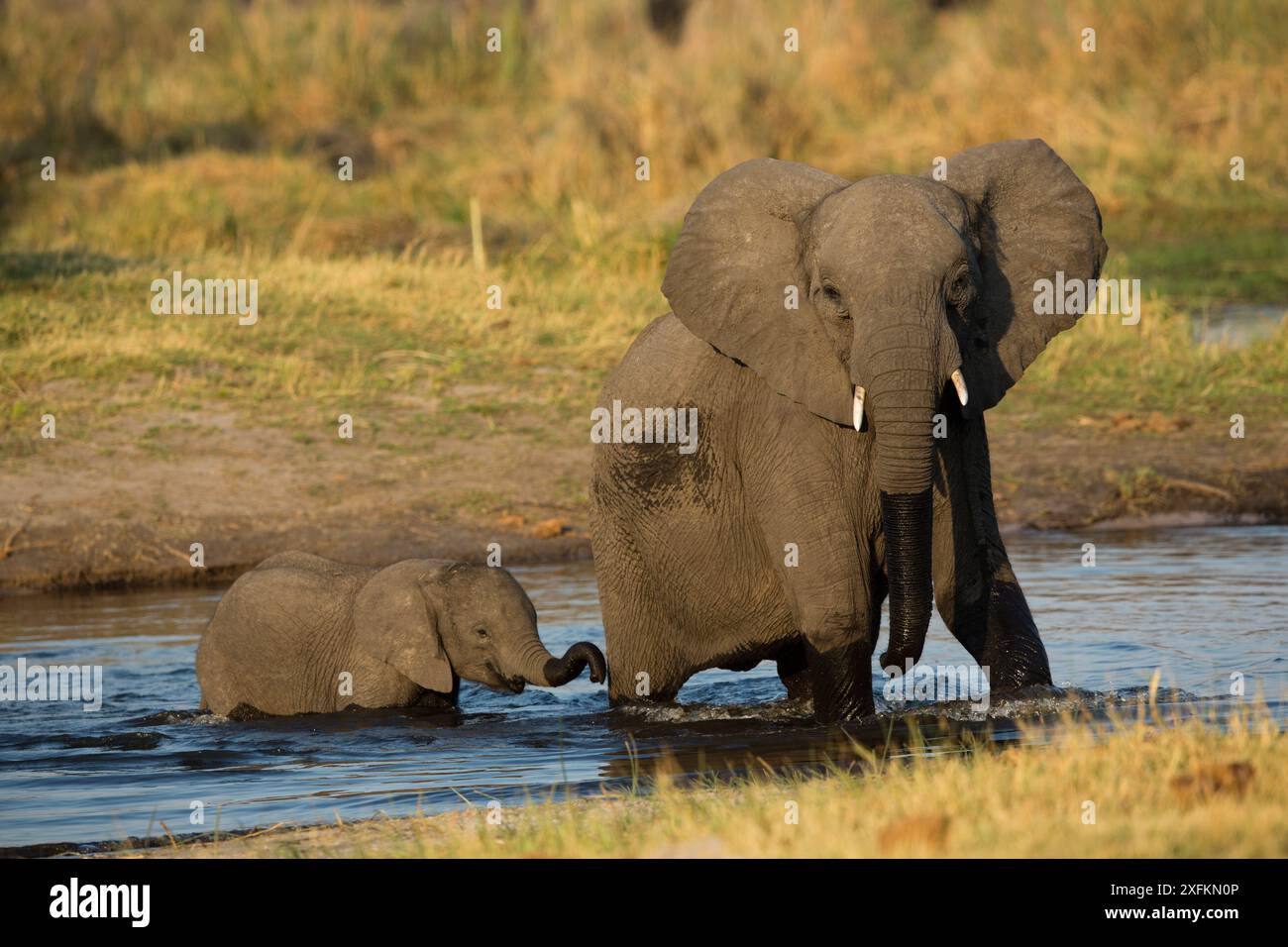 Éléphant d'Afrique (Loxodonta africana) femelle et veau traversant la rivière, zone de conservation de Mayuni, Namibie. Banque D'Images