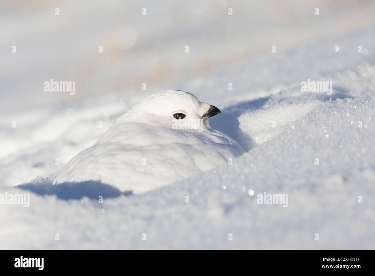 Ptarmigan à queue blanche (Lagopus leucura) pendu vers le bas, parfaitement camouflé dans la neige, Parc national Jasper, Alberta, Canada, décembre Banque D'Images