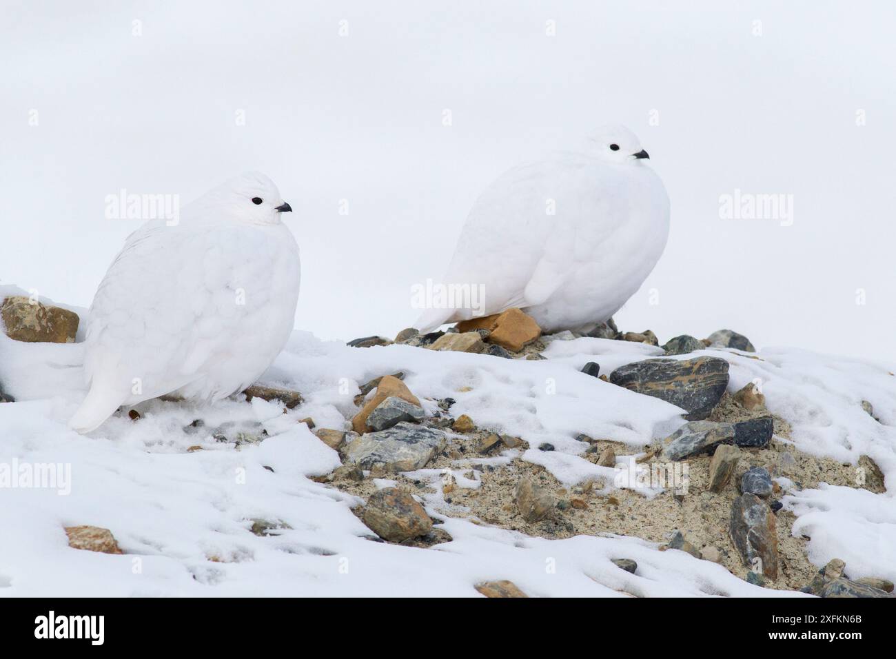 Tarmigan à queue blanche (Lagopus leucura) deux penchés, camouflés dans la neige, Parc national Jasper, Alberta, Canada, décembre Banque D'Images