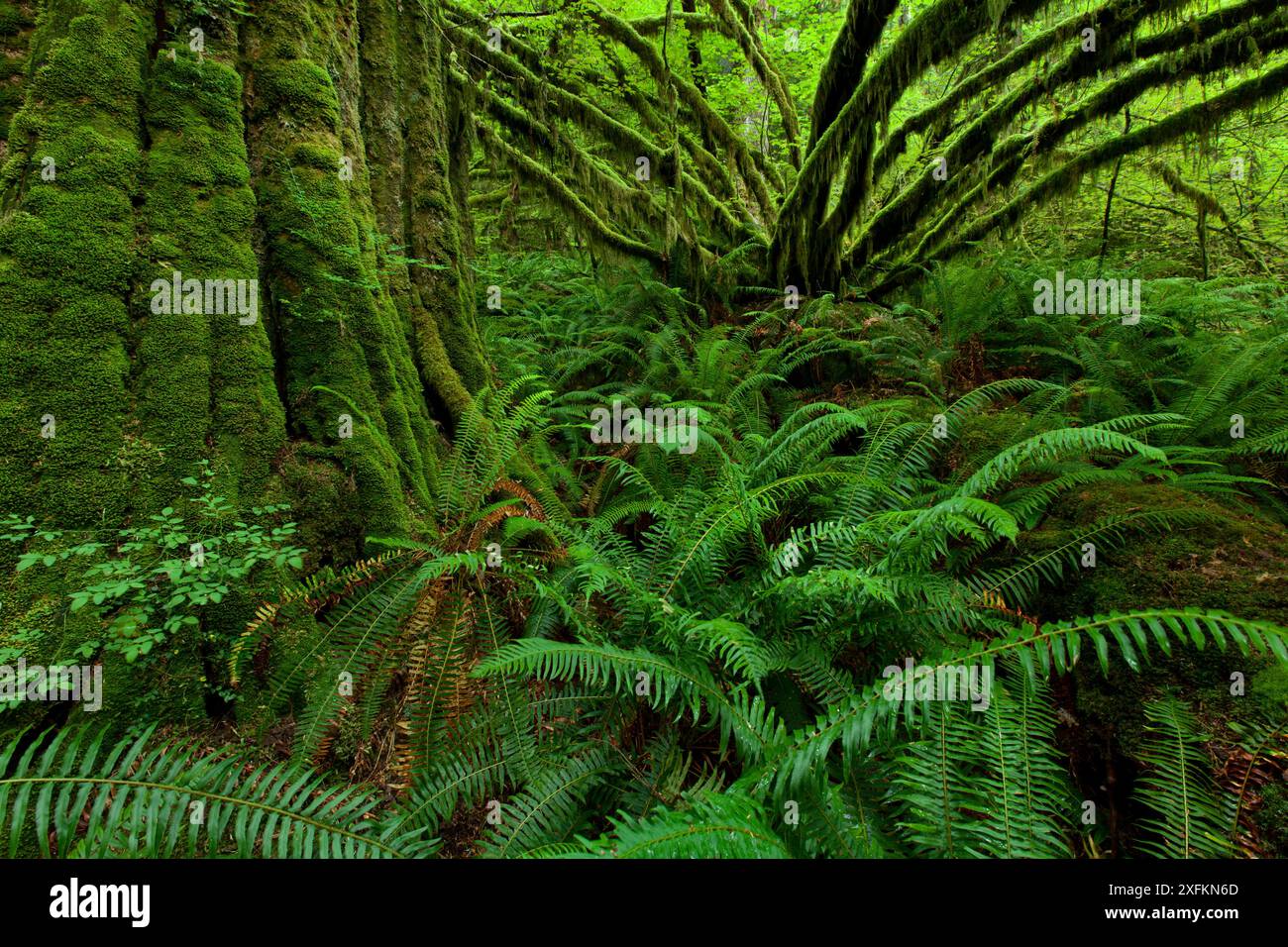 Érable (Acer circinatum) et polystics (Polystichum munitum) dans une forêt pluviale tempérée côtière dans la région de Maple Ridge, en Colombie-Britannique, Canada Juin Banque D'Images