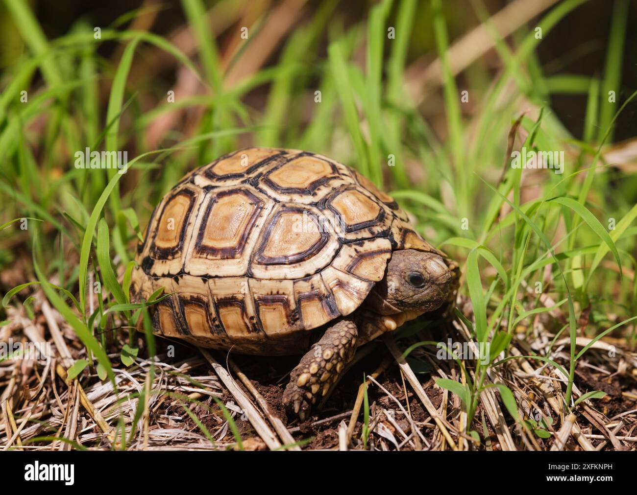 Tortue articulée de Speke (Kinixys spekii), South Luangwa NP. Zambie. Banque D'Images