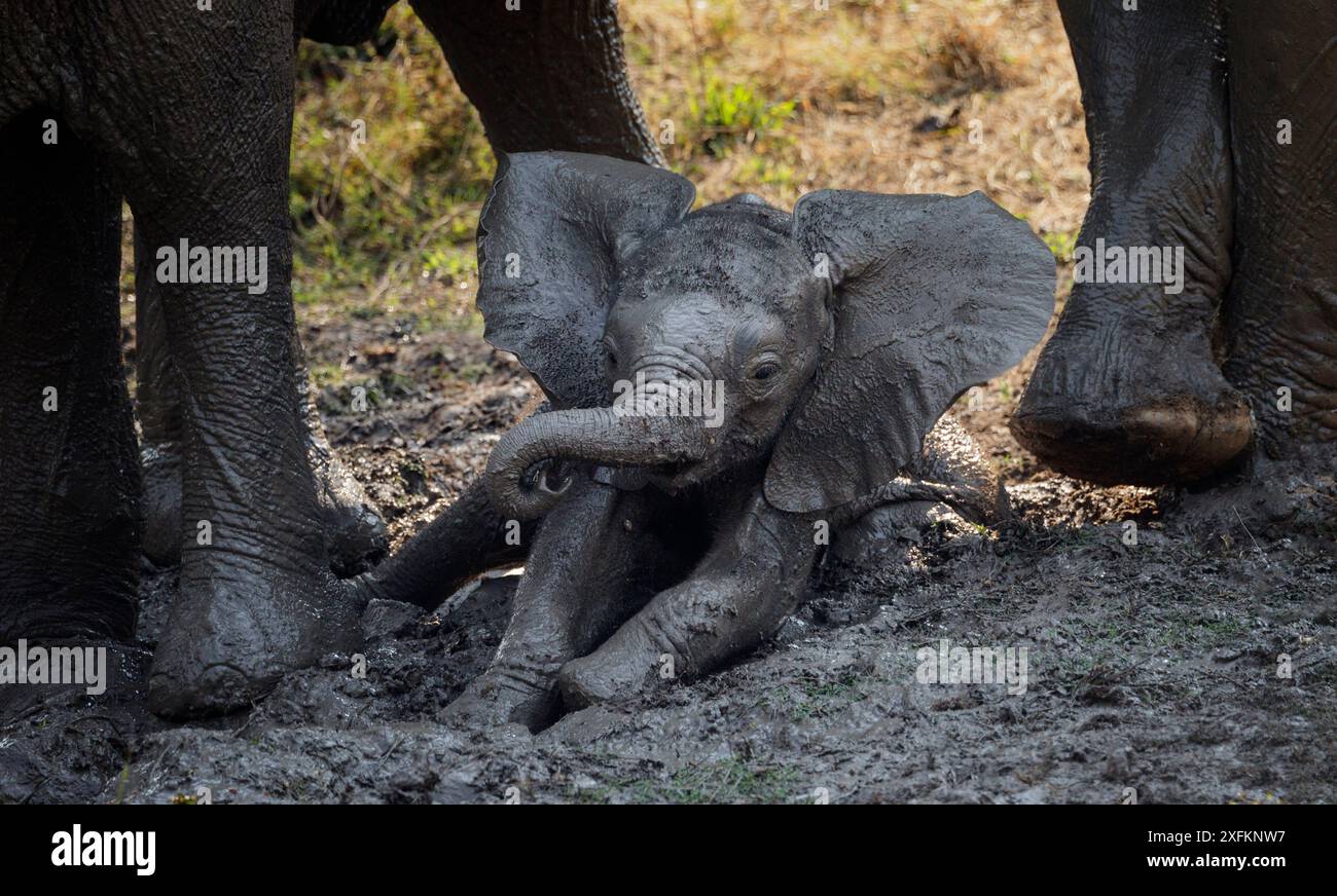 Éléphant (Loxodonta africana) bébé jouant dans la boue South Luangwa NP. Zambie. Banque D'Images