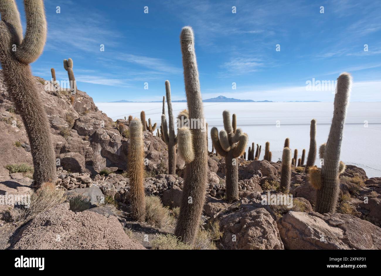Isla / Île Incahuasi avec cactus dans les salines salées du Salar de Uyuni, Altiplano, Bolivie Banque D'Images