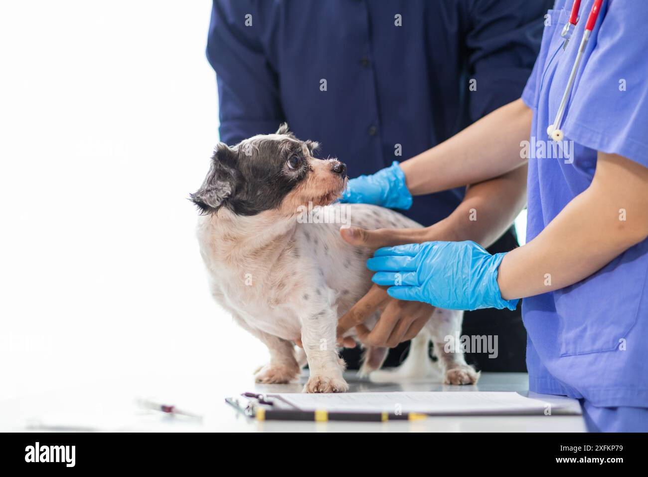 Vétérinaire qui se spécialisent dans la médecine vétérinaire examinent la santé du chien dans l'hôpital pour animaux rechercher des maladies et des blessures chez le chien. vétérinaire Banque D'Images