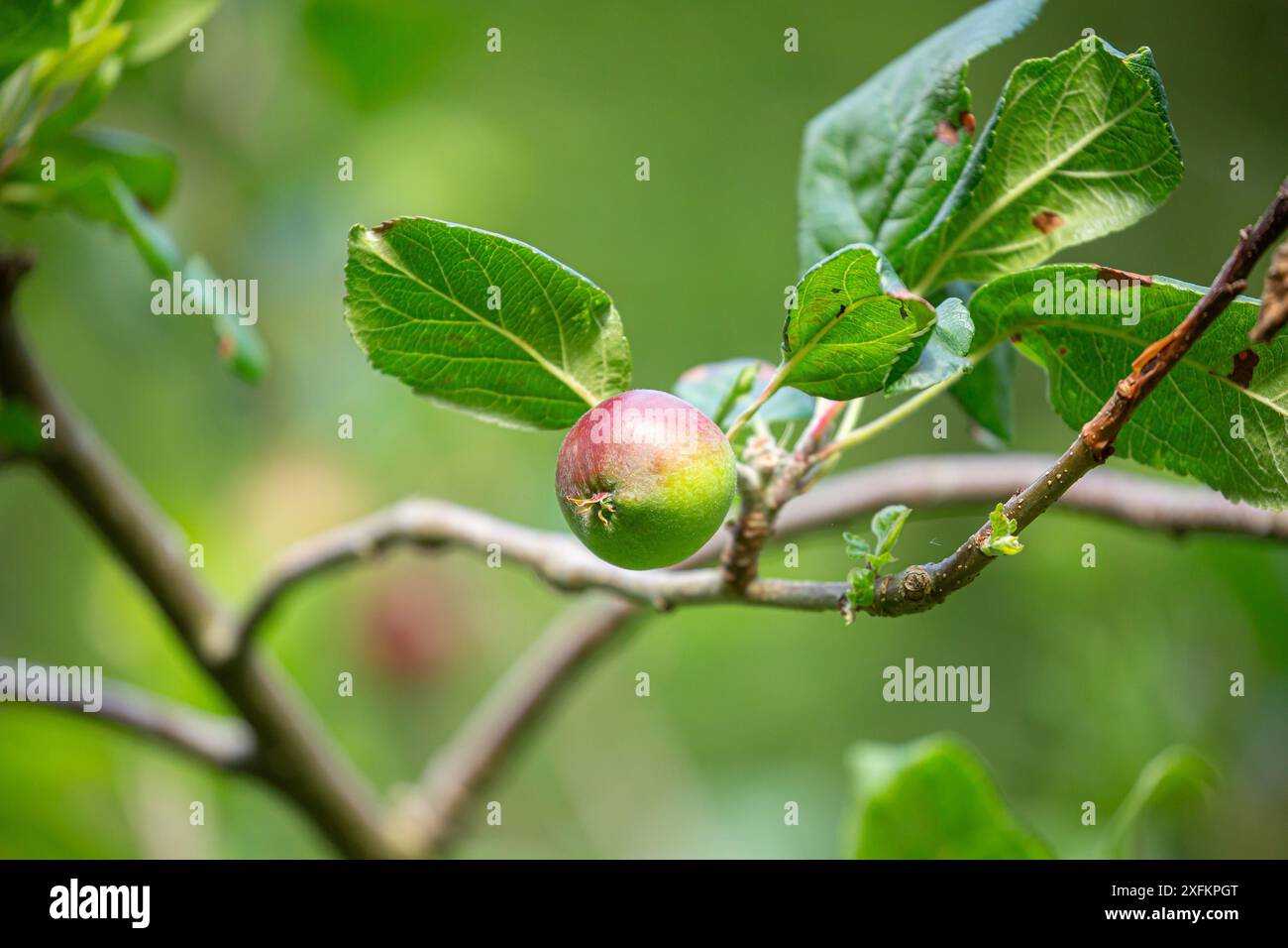 Gros plan d'une petite pomme poussant sur une petite branche d'un pommier britannique en été. Banque D'Images