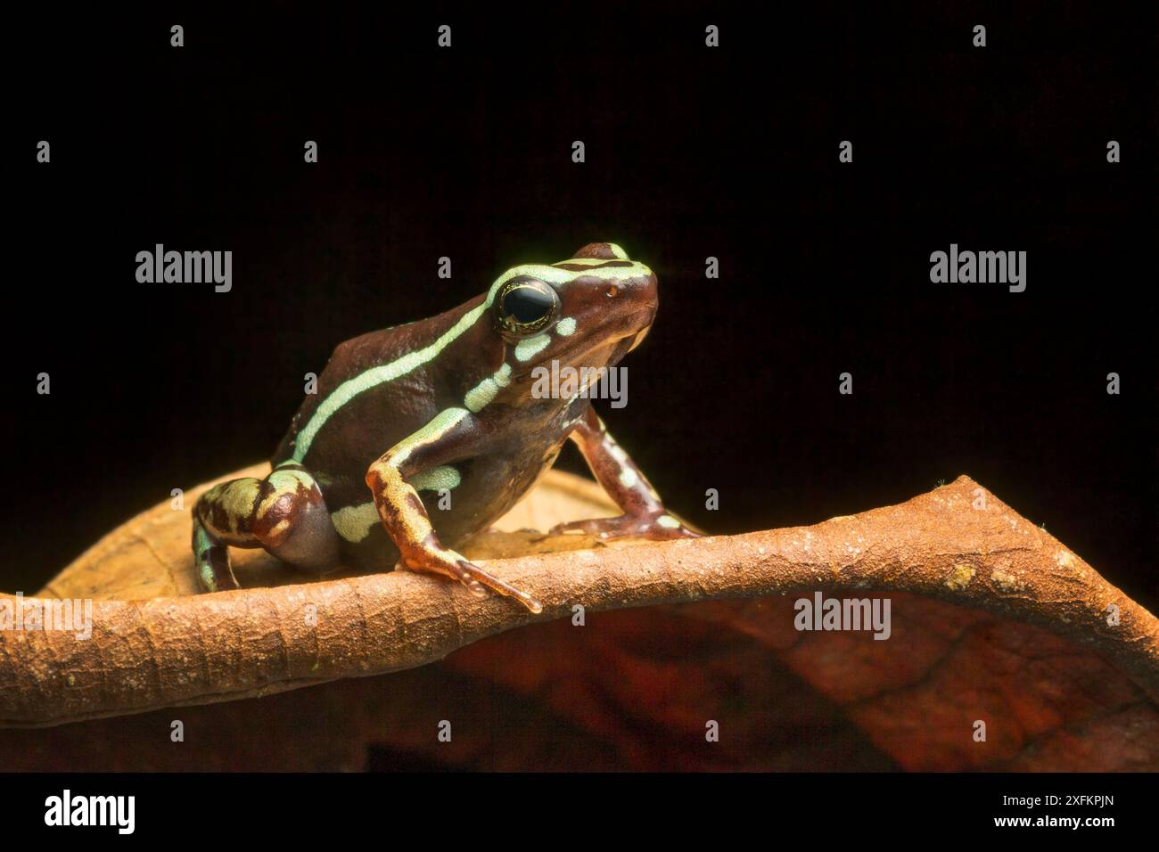 Grenouille à fléchettes empoisonnée d'Anthony (Epipedobates anthonyi) Province d'El Oro, Équateur Banque D'Images