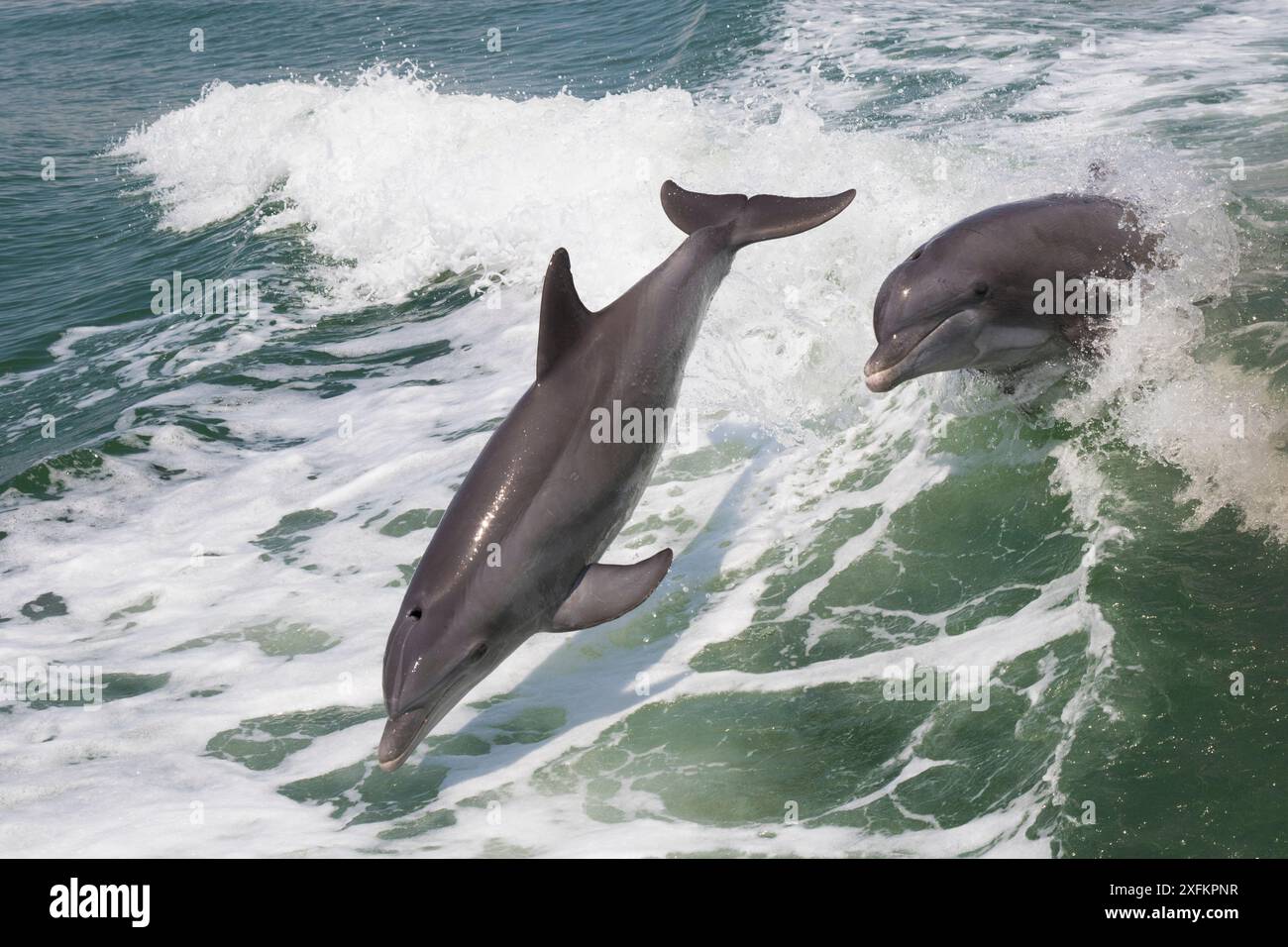 Les grands dauphins de l'Atlantique (Tursiops truncatus) sautant à travers les vagues, baie de Boca Ciega, Floride, États-Unis. Banque D'Images