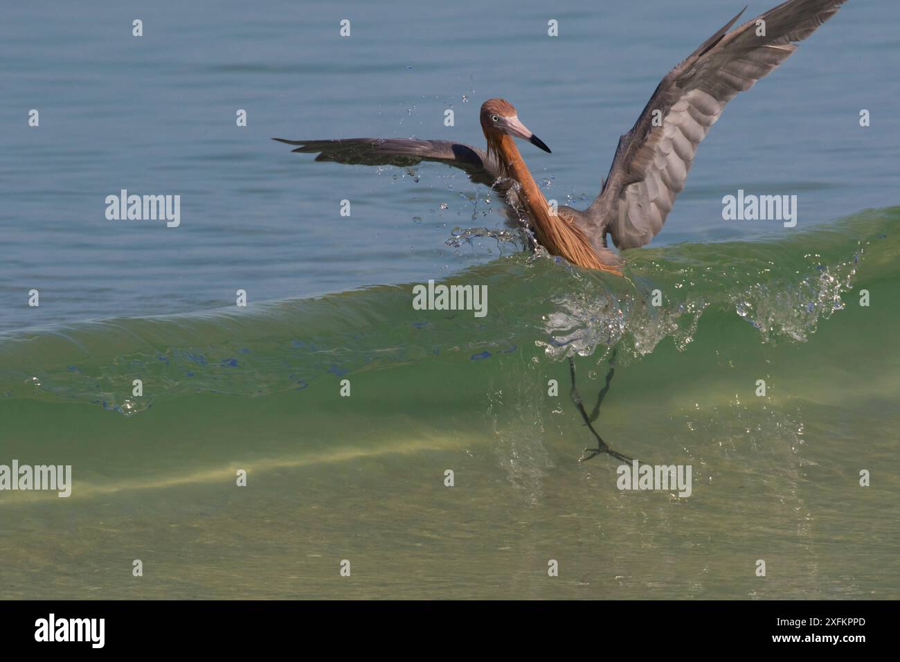 Aigrette rougeâtre (Egretta rufescens) capturée par une vague brisante alors qu'elle chassait de petits poissons, dans une position ouverte caractéristique. Mullet Key, Tampa Bay, Pétersbourg, Floride, États-Unis. Banque D'Images