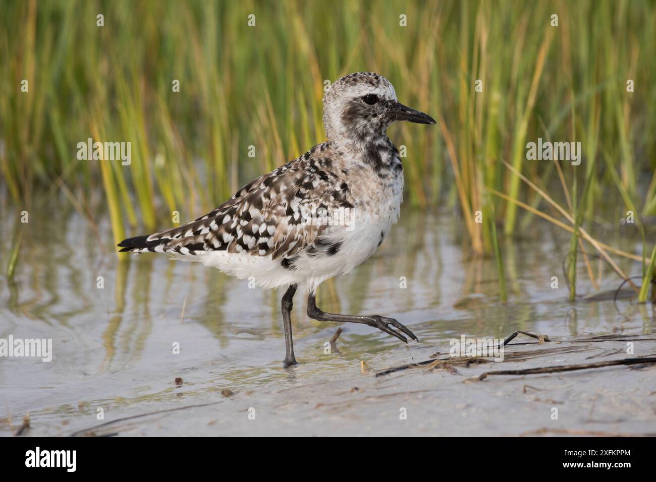 Pluvialis squatarola (pluvialis squatarola), muant dans le plumage de reproduction, au bord du marais salé. Mullet Key, tous Petersburg, Floride, États-Unis. Banque D'Images