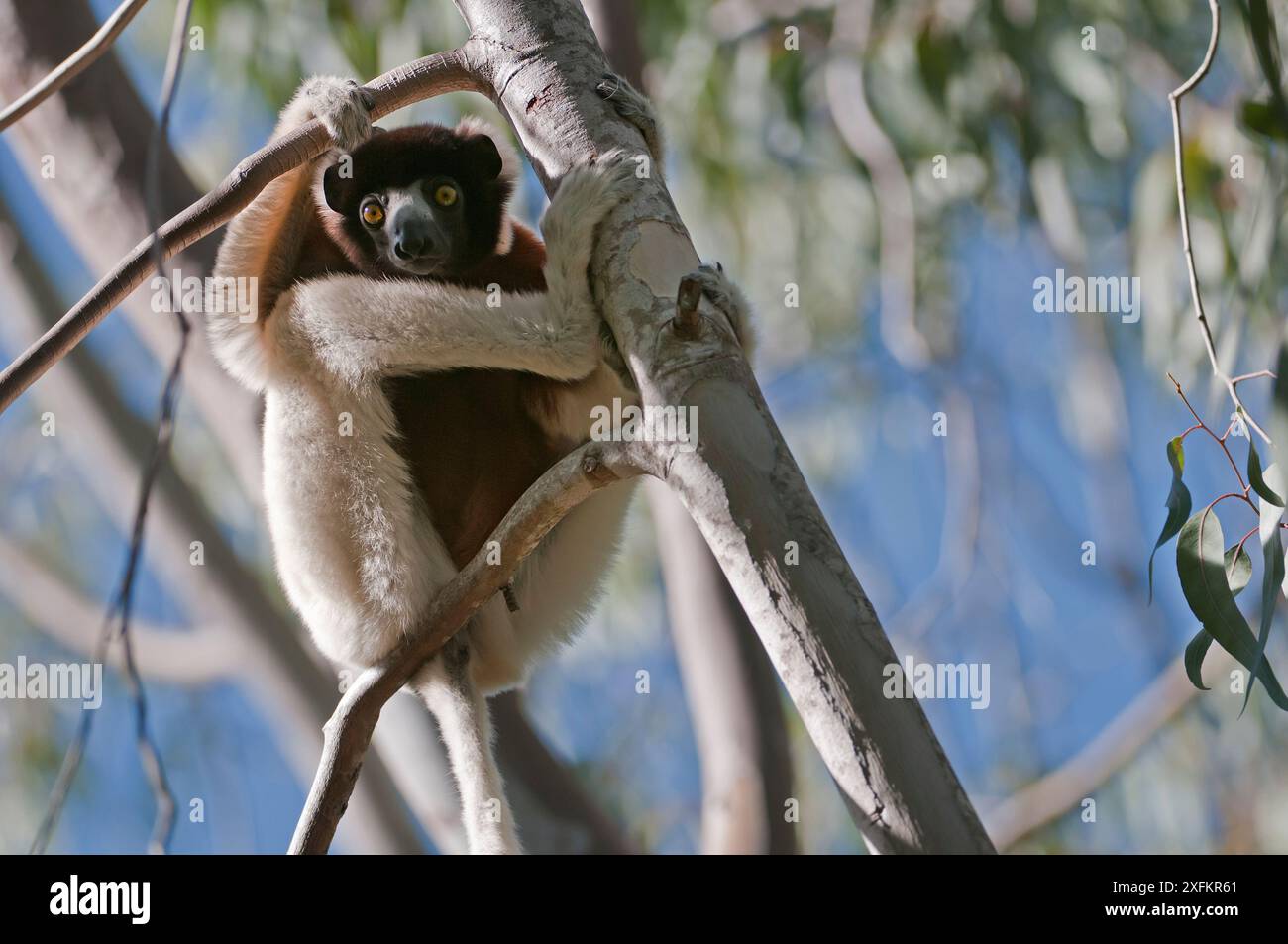 Sifaka couronné (Propithecus coronatus), Katsepy, Madagascar Banque D'Images