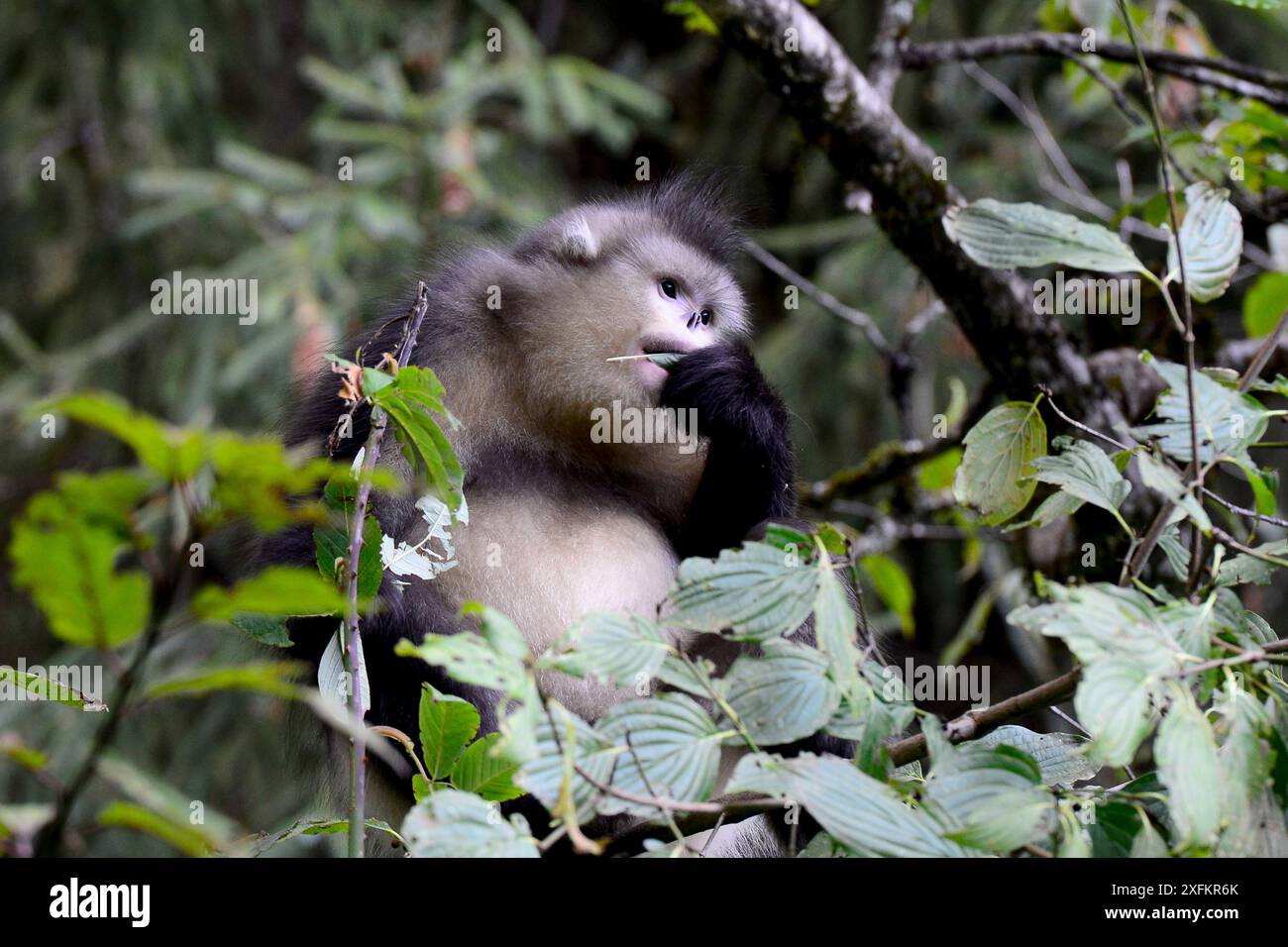 Singe du Yunnan (Rhinopithecus bieti) Yunnan, Chine. Banque D'Images