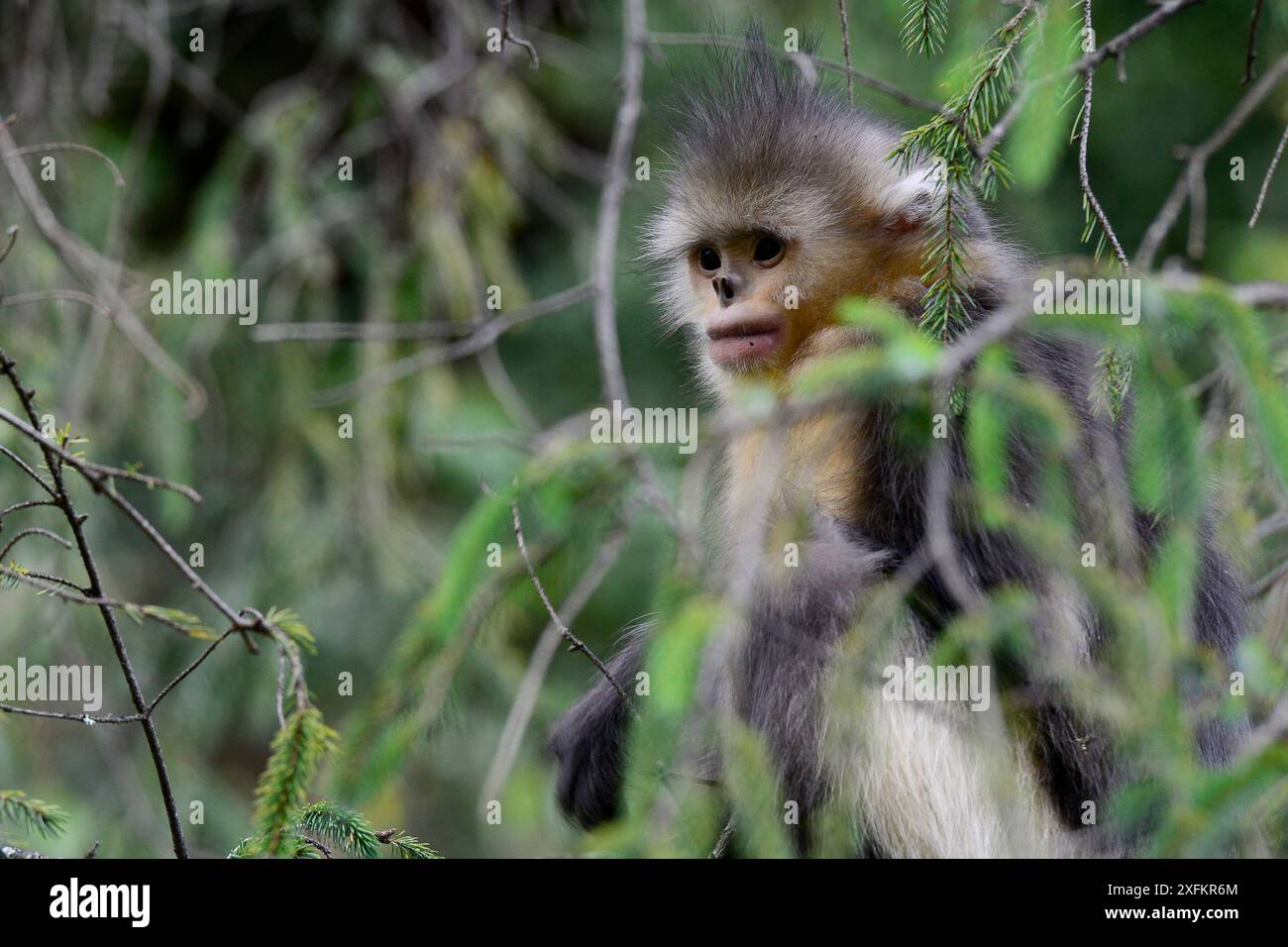 Singe du Yunnan (Rhinopithecus bieti) dans un arbre, Yunnan, Chine. Banque D'Images