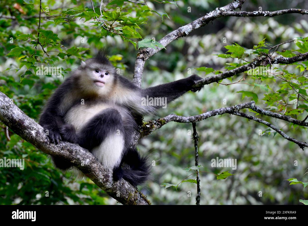Singe noir du Yunnan (Rhinopithecus bieti) au repos, Yunnan, Chine. Banque D'Images
