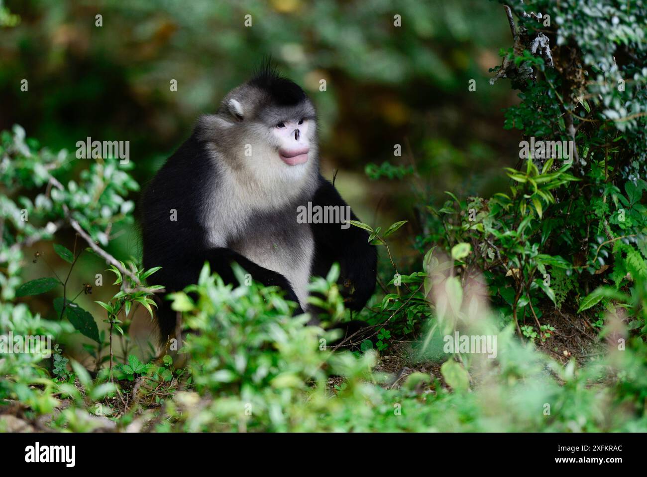 Singe noir du Yunnan (Rhinopithecus bieti) mâle, Yunnan, Chine. Banque D'Images