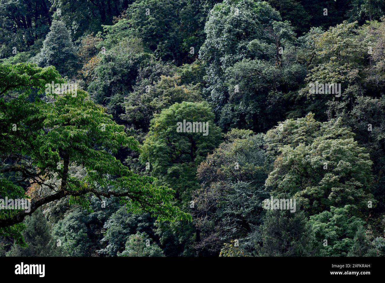 Forêts de montagne où vit le singe noir du yunnan (Rhinopithecus bieti). Parc national des singes Snub-Nosed du Yunnan, Yunnan, Chine. Banque D'Images