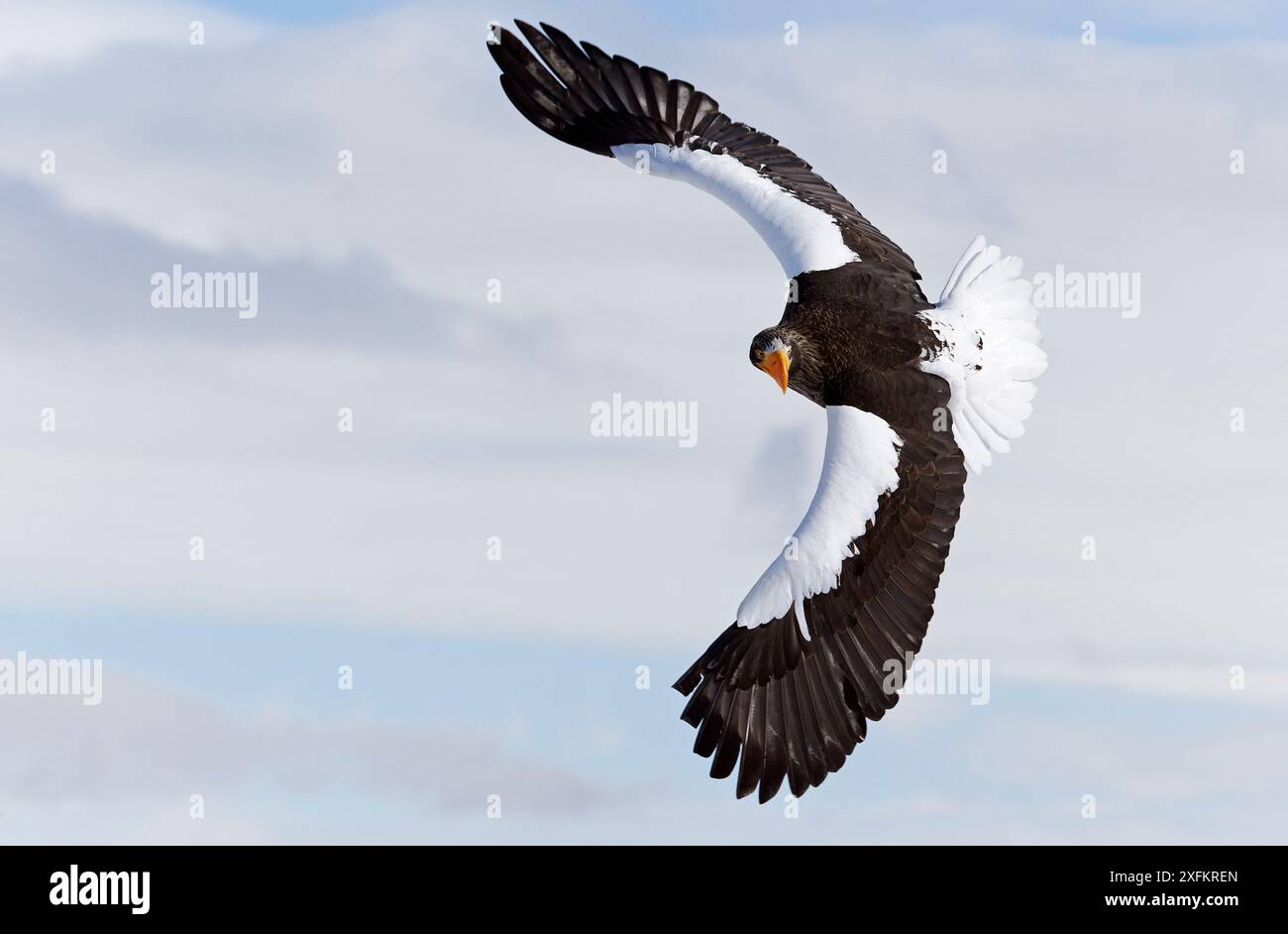 Steller's Sea Eagle (Haliaeetus pelagicus) volant, Hokkaido, Japon, février. Banque D'Images
