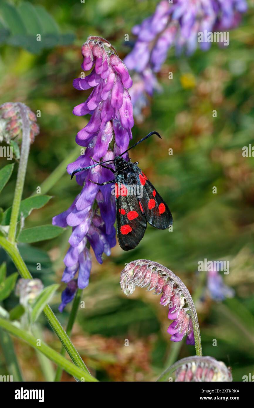 Teigne de Burnet à cinq taches (Zygaena trifolii) sur fleur de vestes communes (Vicia sativa), Cheshire, Royaume-Uni, juillet. Banque D'Images