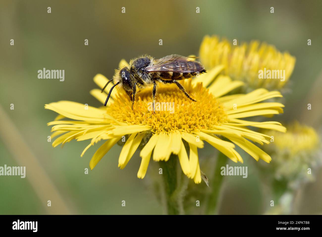 Abeille à queue pointue (Coelioxys elongata) mâle se nourrissant de nectar de fleur de Fleabane, Oxfordshire, Angleterre, Royaume-Uni, août Banque D'Images