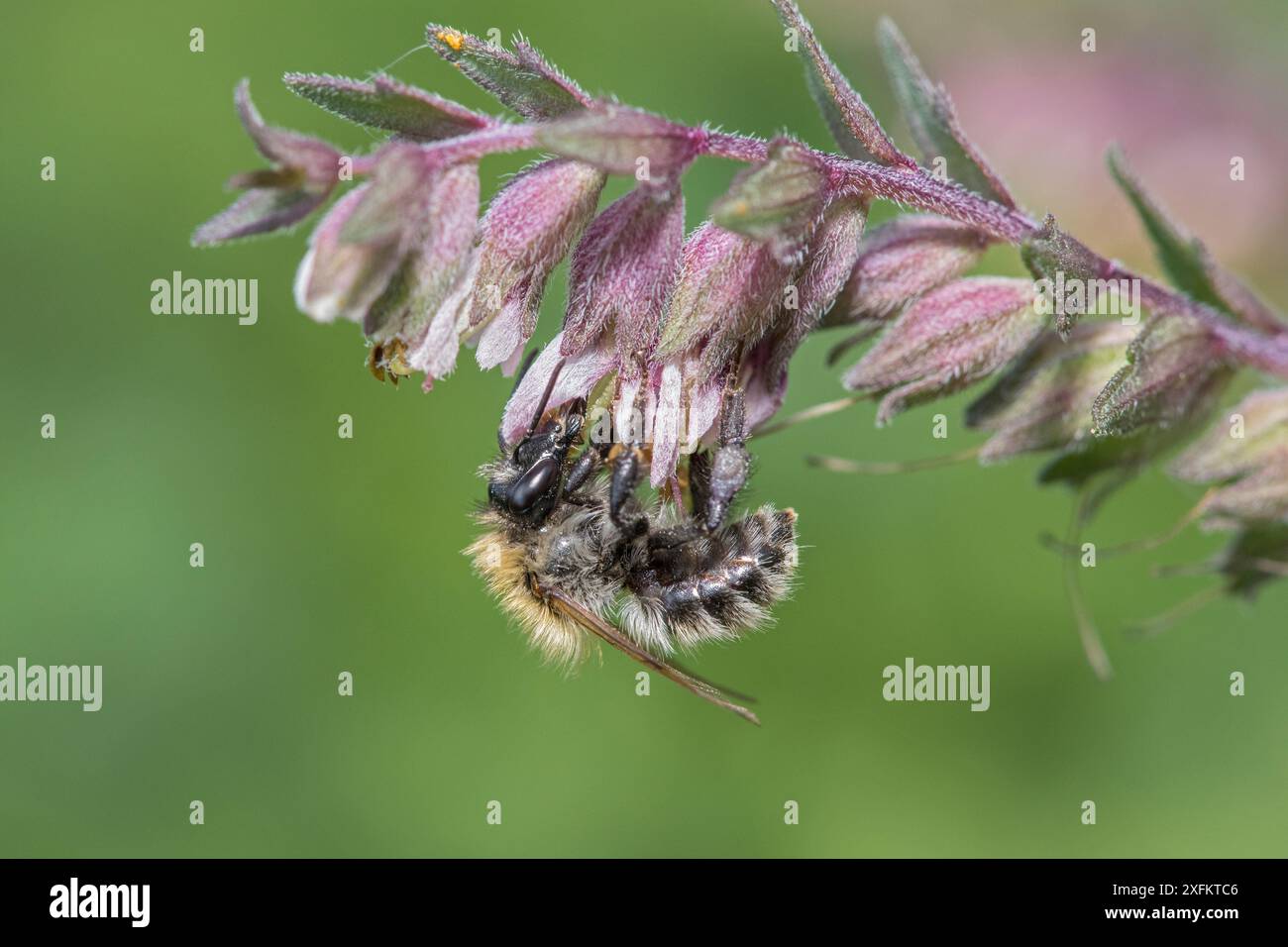 Abeille rouge de Bartsia (Melitta tricincta) abeille qui se trouve principalement sur les prairies calcaires où le pollen des fleurs rouges de Bartsia est collecté exclusivement à partir de cette plante, Oxfordshire, Angleterre, Royaume-Uni, septembre Banque D'Images