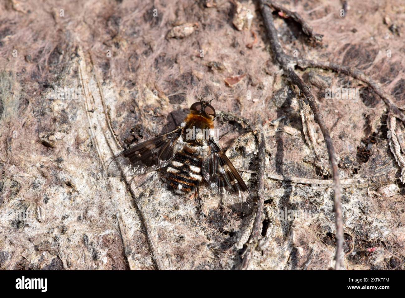 Mouche d'abeille tachetée (Thyridanthrax fenestratus) mouche d'abeille dont les larves parasitent les nids de la guêpe de fouille Ammophila pubescens, Surrey, Angleterre, Royaume-Uni, août. Banque D'Images