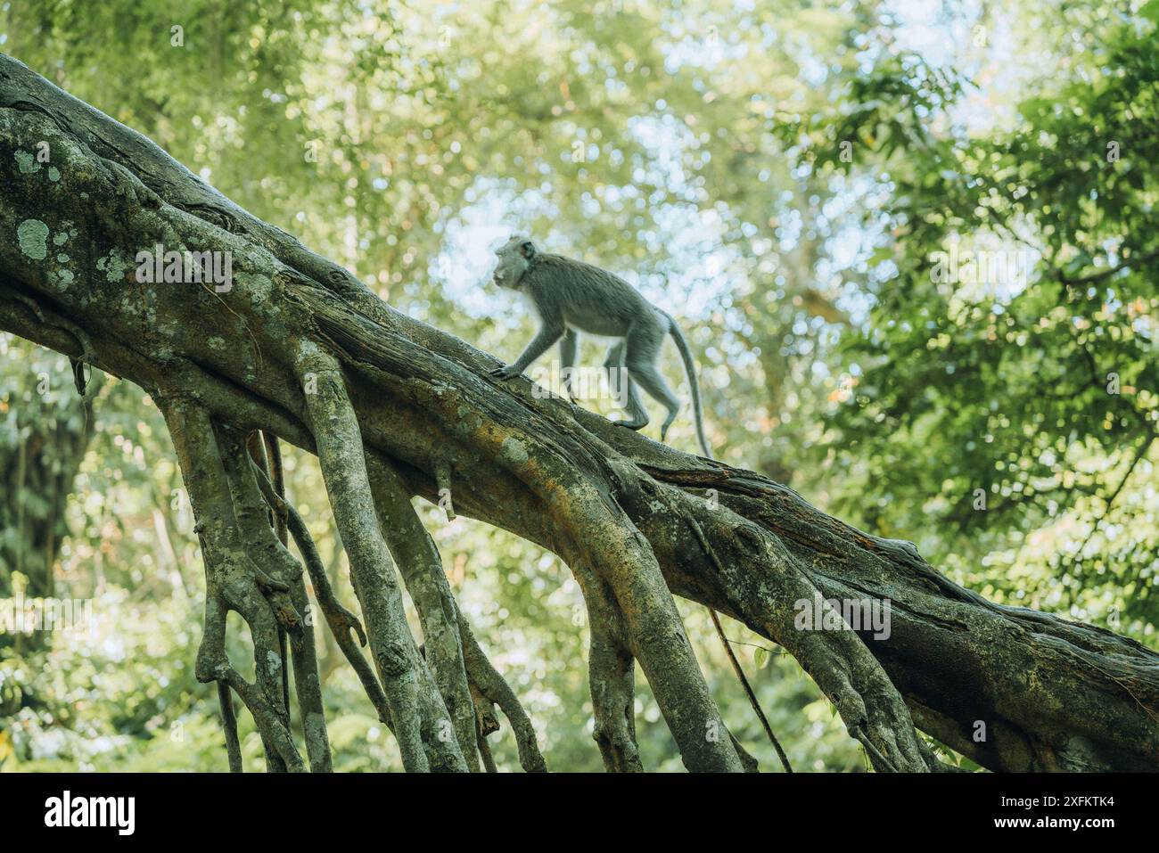 Sacred Monkey Forest Sanctuary, Ubud, Bali, Indonésie Banque D'Images
