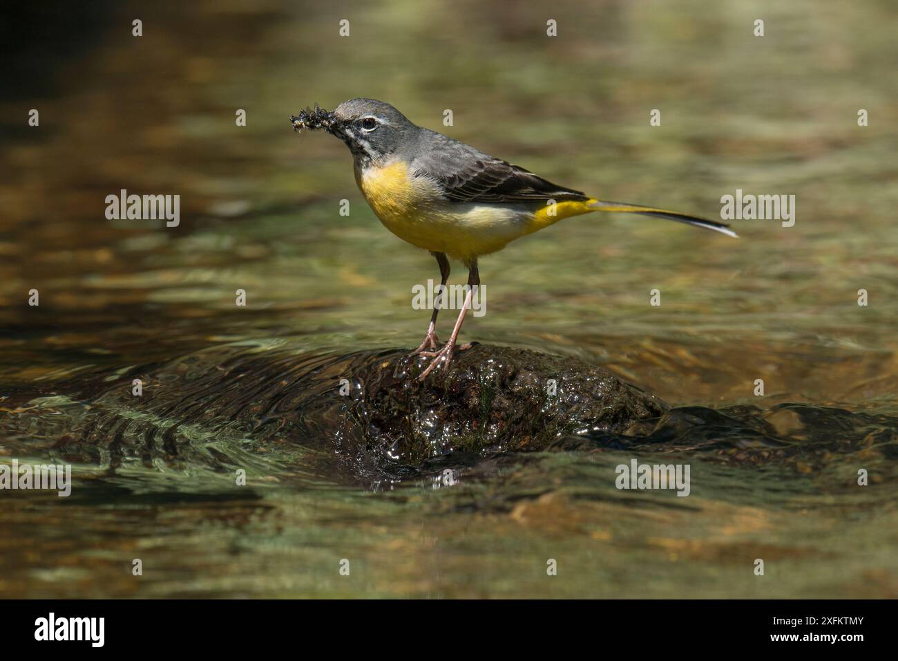 Mouillage gris (Motacilla cinerea) perché sur la roche dans un ruisseau transportant de la nourriture, Hertfordshire, Angleterre, avril Banque D'Images