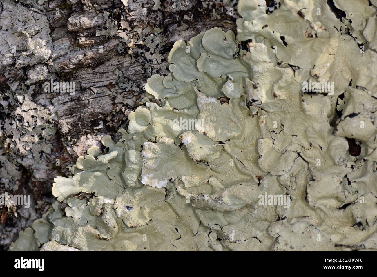 Lichen vert commun (Flavoparmelia caperata) poussant sur un tronc de bouleau dans une ancienne forêt atlantique, forêt de Knapdale, Argyll, Écosse, Royaume-Uni, mai. Banque D'Images