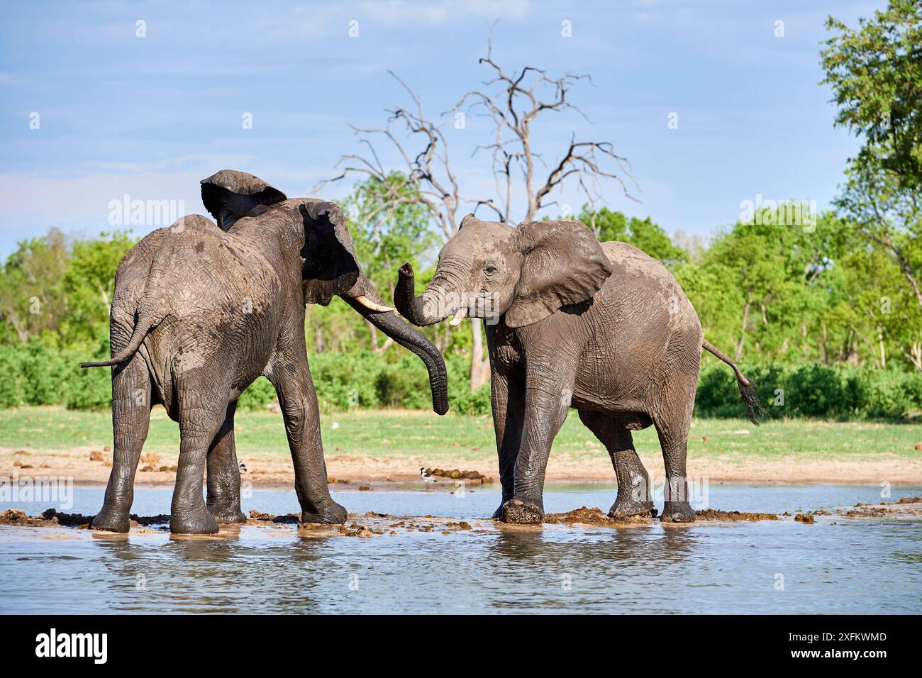 Éléphants d'Afrique (Loxodonta africana) deux individus immatures jouent au combat dans un point d'eau, dans le parc national de Hwange, au Zimbabwe Banque D'Images Éléphants d'Afrique (Loxodonta africana) deux individus immatures jouent au combat dans un point d'eau, dans le parc national de Hwange, au Zimbabwe Banque D'Images