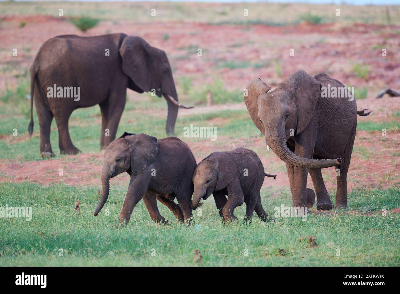Éléphant d'Afrique (Loxodonta africana) veaux de différents âges jouant et se poursuivant, parc national de Matusadona, Zimbabwe Banque D'Images Éléphant d'Afrique (Loxodonta africana) veaux de différents âges jouant et se poursuivant, parc national de Matusadona, Zimbabwe Banque D'Images